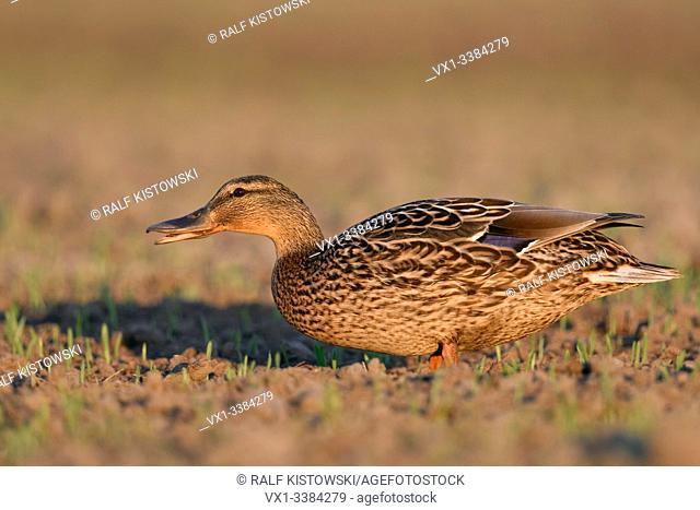 Mallard / Wild Duck (Anas platyrhynchos), adult female, feeding on growing wheat field, ain, grazing on farmland, wildlife, Europe. .
