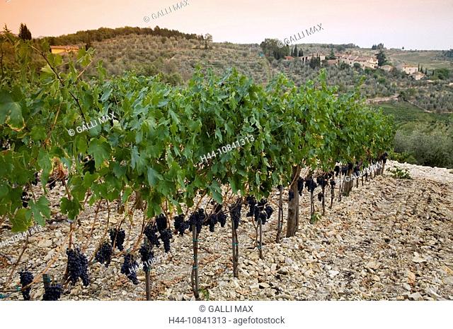 Italy, Europe, Tuscany, Toscana, Chianti Classico, at Radda in Chianti, grapes, red wine, vineyard, vineyards, village