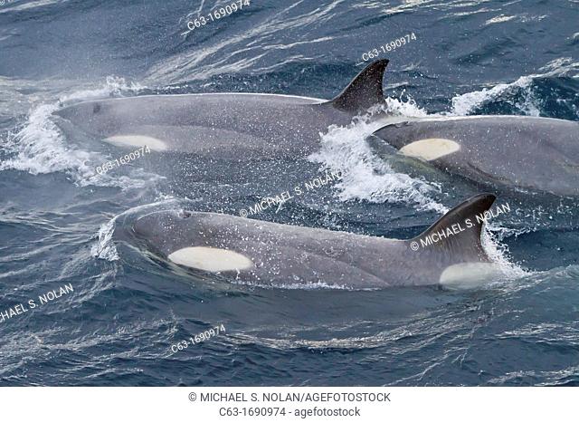 A large super pod of Gerlache Type B killer whales Orcinus orca traveling and socializing in Gerlache Strait 64º 40 0' S 62º 56 8'W near the Antarctic Peninsula