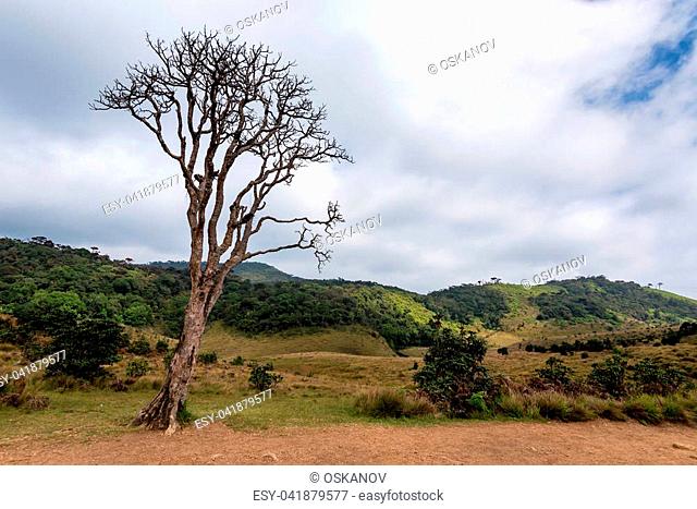 Beautiful landscape of montane grassland and dead tree rhododendron in front in Horton Plains National Park, Sri Lanka