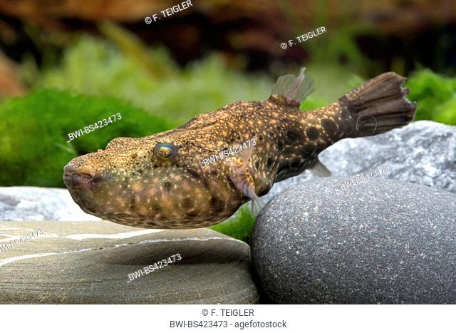 Arrowhead Puffer (Pao suvattii), swimming