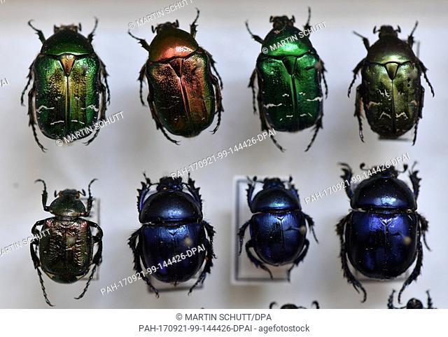 Rose chafers and dung beetles can be seen in a case at the Museum of Nature on Friedenstein Castle in Gotha, Germany, 21 September 2017
