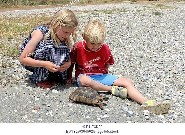 margined tortoise, marginated tortoise Testudo marginata, inspecting by two children, Greece