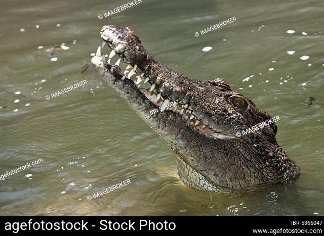 Saltwater crocodile (Crocodylus porosus), Queensland, Australia, Oceania