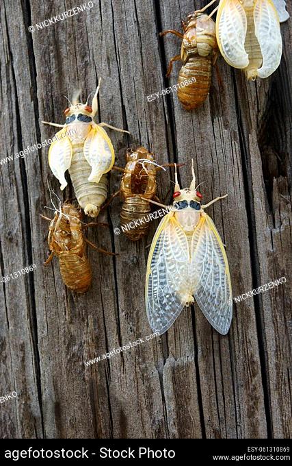 Pharaoh cicada (Magicicada septendecim). Called 17-year locust also