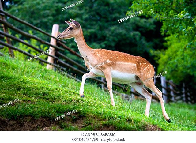 Fallow deer, Dama dama, grasing on meadow, closeup on deer farm in Olimje, Slovenia