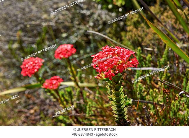 red bloom of a Fynbos, Table Mountain National Park, Cape Town, Western Cape, South Africa - Cape Town, Western Cape, South Africa, 21/02/2013