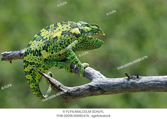 Flap-necked Chameleon Chamaeleo delepis adult on branch, Etosha N P , Namibia