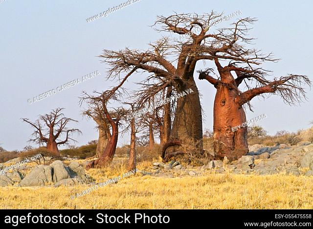 Baobab, Adansonia digitata, Kubu Island, White Sea of Salt, Lekhubu, Makgadikgadi Pans National Park, Botswana, Africa