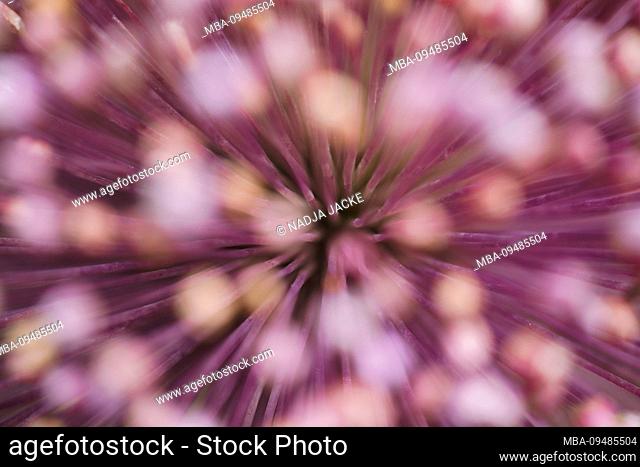 Lilac blossom with stamens, multiple exposure, macro