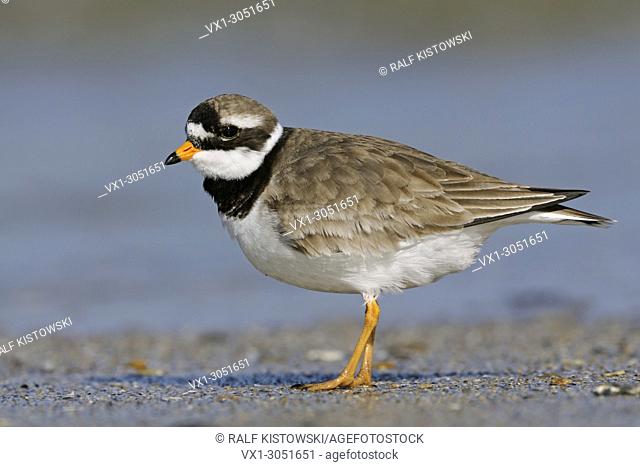 Great Ringed Plover / Common Ringed Plover / (Charadrius hiaticula) tripping along the driftline; North Sea, Germany