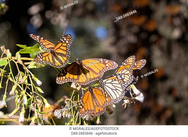 Central America, Mexico, State of Michoacan, Angangueo, Reserve of the Biosfera Monarca El Rosario, monarch butterfly (Danaus plexippus), Foraging on flowers
