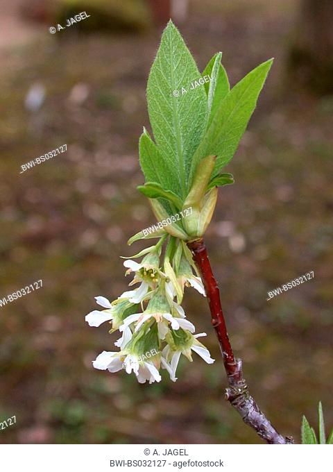 indian plum (Osmaronia cerasiformis, Oemleria cerasiformis), inflorescence