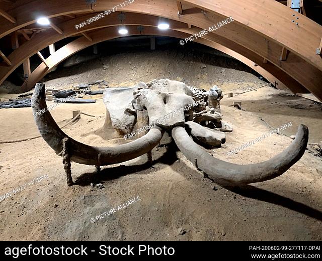 28 May 2020, Serbia, Kostolac: Remains of an approximately one million year old petrified mammoth skeleton in the Viminacium Museum