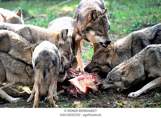 Canine, Canis lupus, European wolf, food, eating wolves, grey wolf, grey wolf, howling wolves, doggy, Isegrimm, predator, predators, herds, herd behaviour