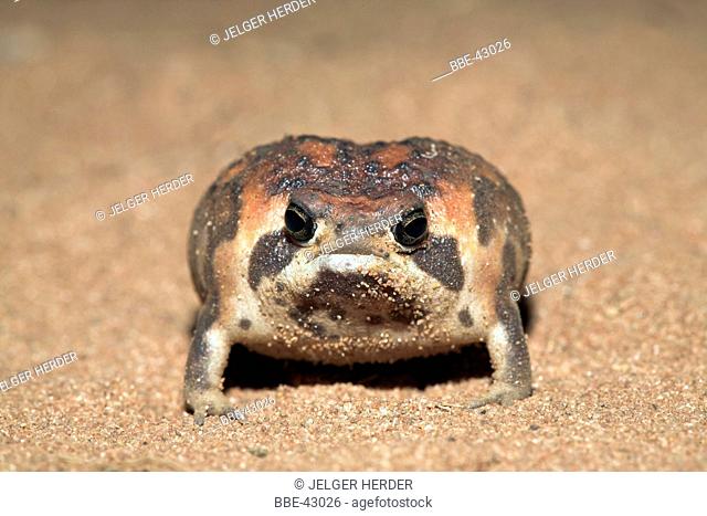 photo of a bushveld rainfrog on sand (taken at night)