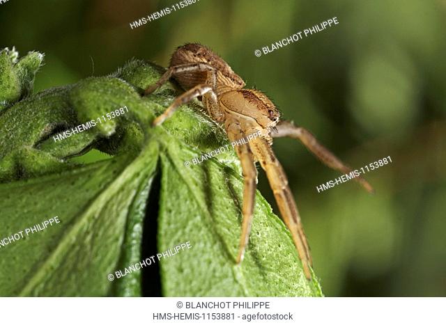 France, Araneae, Thomisidae, Crab spider (Xysticus erraticus)