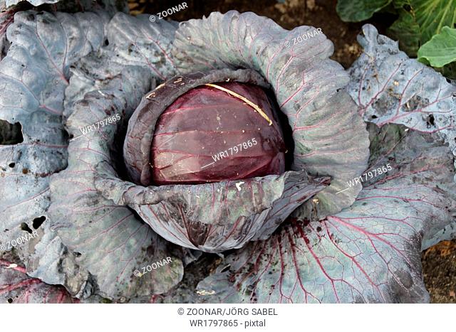 A red cabbage head