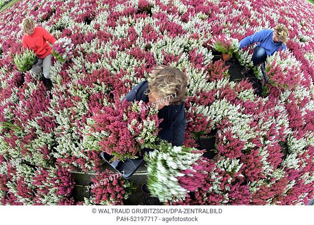 Heather plants like the red-white ""Hesse Girld"" or in the colors white, pink, yellow, red and colorfully mixed Frieda, Athena