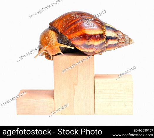 Snail on podium isolated on white background