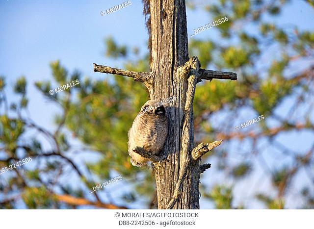 Europe, Finland, Kuhmo area, Kajaani, Northern hawk-owl (Surnia ulula), young just out of nest perched on an old pine