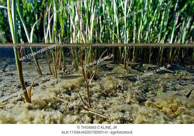 Surface level view of Chum salmon fry migrating to sea from their freshwater natal habitat, Hartney Bay, Alaska
