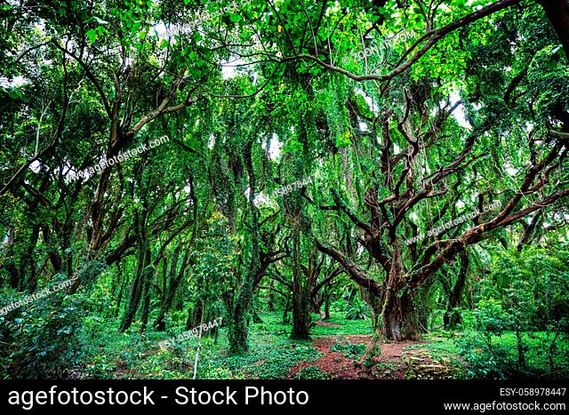 Lush green tropical rain forest in Hawaii island