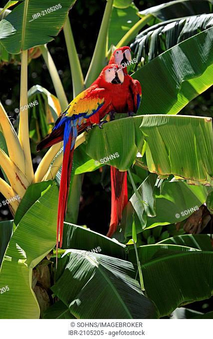 Scarlet Macaw (Ara macao), adult pair on a banana tree, Roatan, Honduras, Caribbean, Central America, Latin America