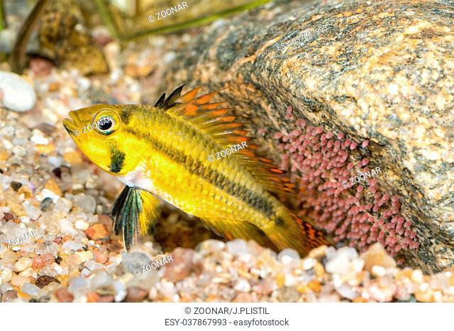 Portrait of cichlid fish (Apistogramma cacatuoides)