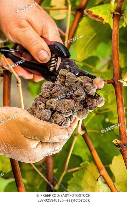 Noble rot of a wine grape, grapes with mold, Botrytis, Sauternes, France