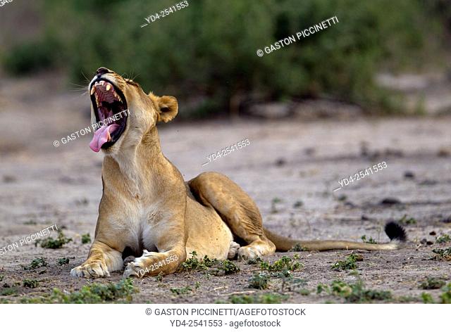 African lion (Panthera leo), Chobe National Park, Botswana
