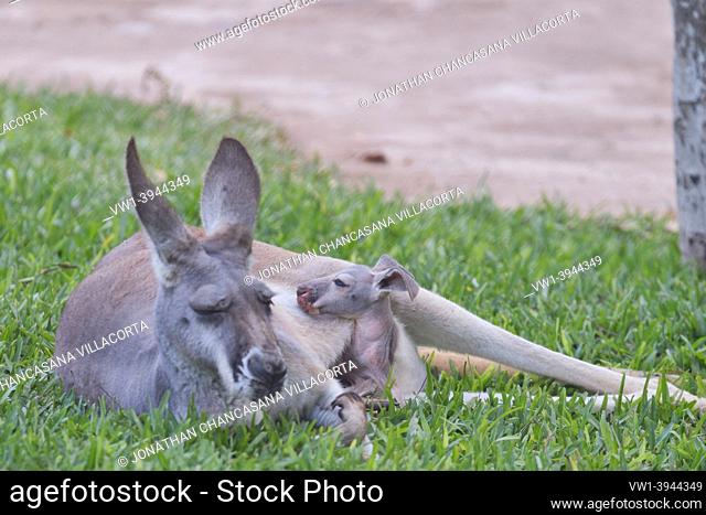 Red kangaroo (Macropus rufus) resting on the grass with her baby