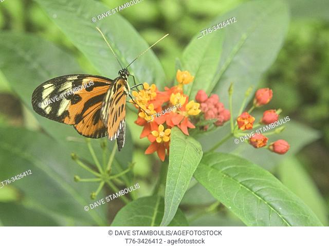 Monarch butterfly (Danaus plexippus) drinking nectar, Mindo, Ecuador