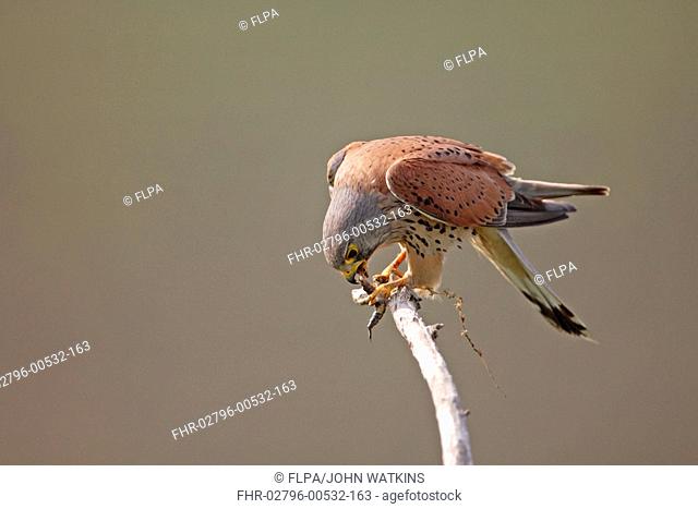 Common Kestrel Falco tinnunculus adult male, feeding on beetle larva, in farmland, Hungary, early summer