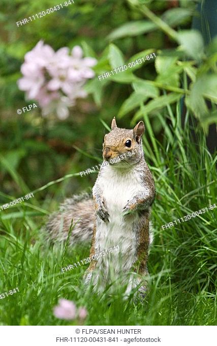 Eastern Grey Squirrel Sciurus carolinensis introduced species, adult, standing on hind legs in garden, Oxfordshire, England, july