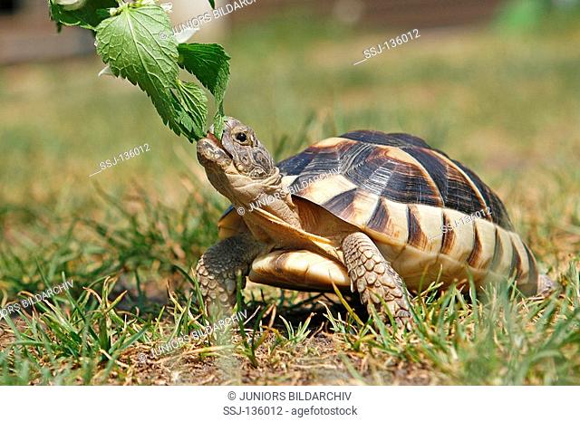 marginated tortoise - munching / Testudo marginata