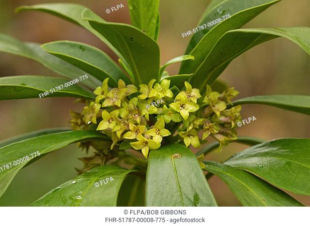 Spurge Laurel (Daphne laureola) flowering, Abruzzo N.P., Apennines, Italy, May