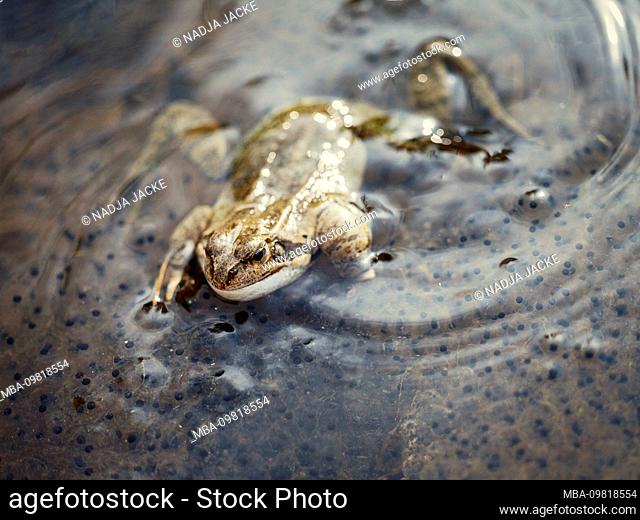 Frog in the water, spawning season, close-up