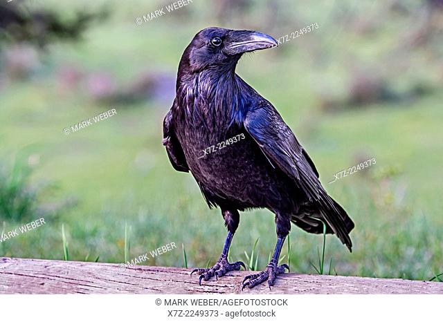 Yellowstone, Common Raven near Antler Creek in Hayden Valley in Yellowstone National Park in northern Wyoming