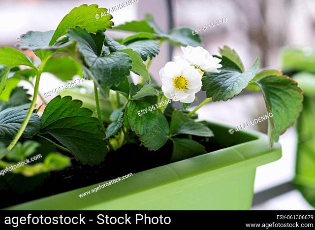 Flowering strawberry plant in a pot. Growing strawberries on the balcony, mini garden at home