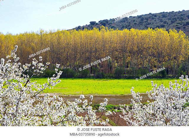 Spain, Castilla La Mancha Region, Albacete Province, Cherry blossoms and Poplar trees