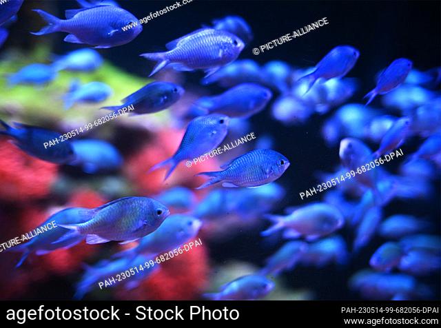PRODUCTION - 12 May 2023, Berlin: A school of swallowtails (Chromis viridis) swims in an aquarium of the Sealife (photo taken through the glass pane of the...