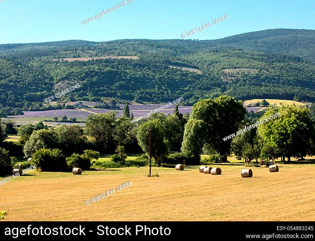 Lavender field near Sault in Provence, France