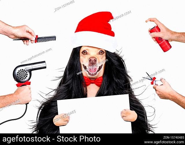 hairdresser dog ready to look beautiful by comb, scissors, dryer, and spray at the wellness spa salon, isolated on white background with very long hair at...
