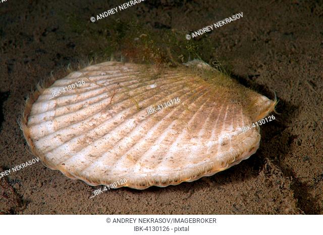 Yesso scallop or Giant Ezo scallop (Mizuhopecten yessoensis), Sea of Japan, Primorsky Krai, Russia