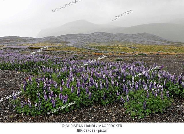 Lupins (Lupina) are planted to stabilize the wide sand plains along the southern coast of Iceland, Atlantic Ocean