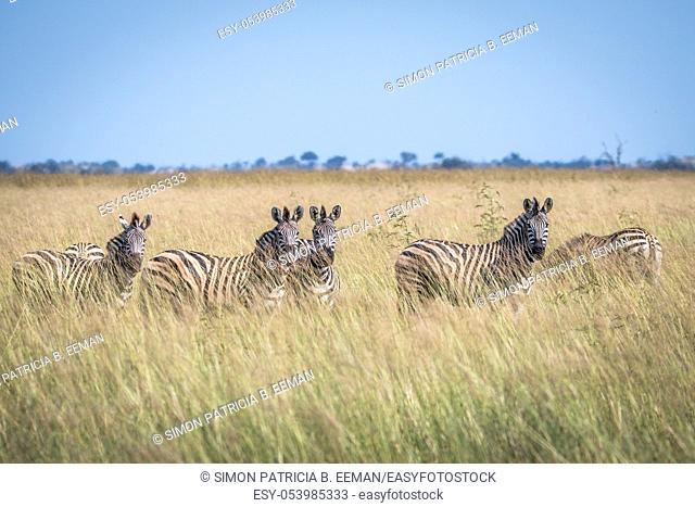 Group of Zebras standing in the high grass in the Chobe National Park, Botswana