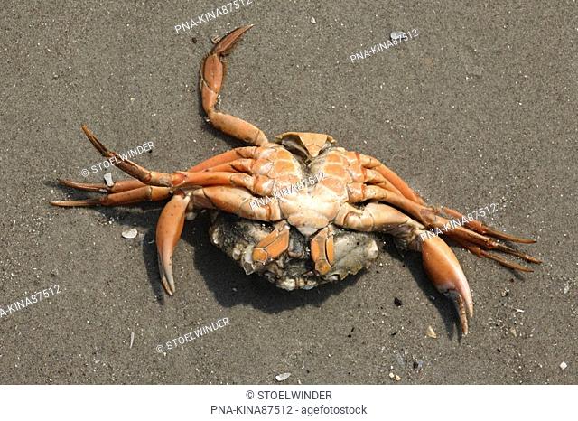 Shore crab Carcinus maenas - National Park Schiermonnikoog, Schiermonnikoog, Skiermûntseach, Wadden islands, Frisia, The Netherlands, Holland, Europe