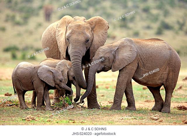 African Elephant, (Loxodonta africana), adult and youngs feeding, Addo Elephant Nationalpark, Eastern Cape, South Africa, Africa