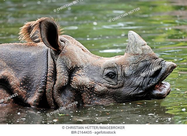 Indian Rhinoceros, Greater One-horned Rhinoceros and Asian One-horned Rhinoceros (Rhinoceros unicornis), in water, Asian species, captive, Czech Republic